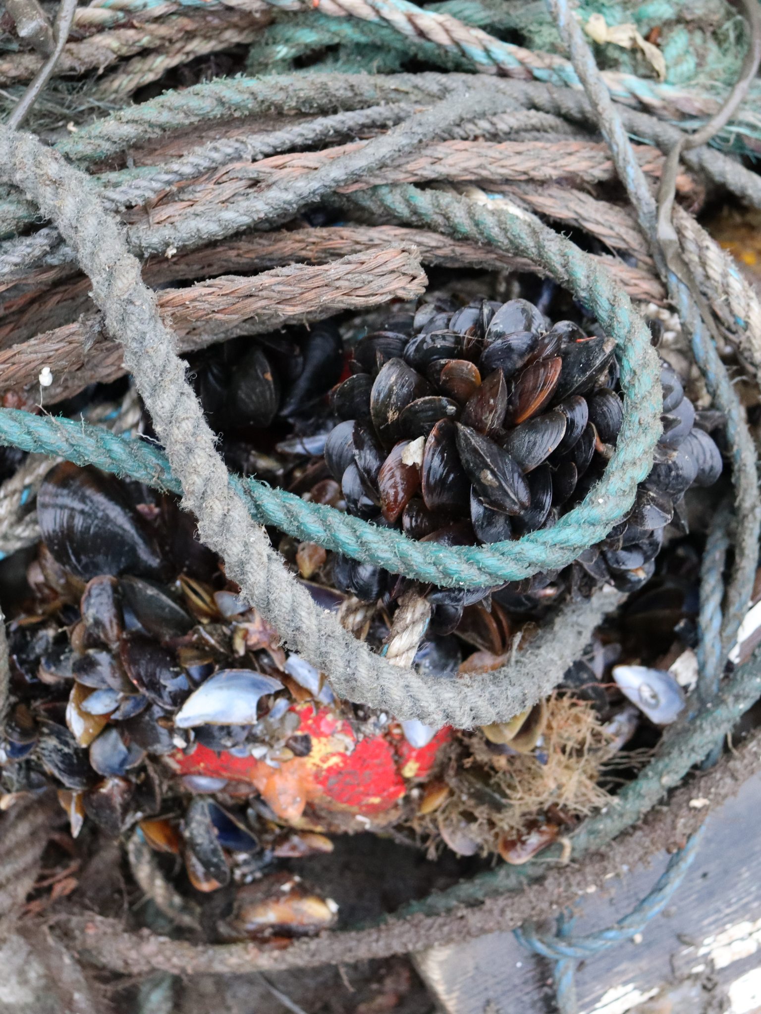 Våre Unges Spøkelsesteineaksjon