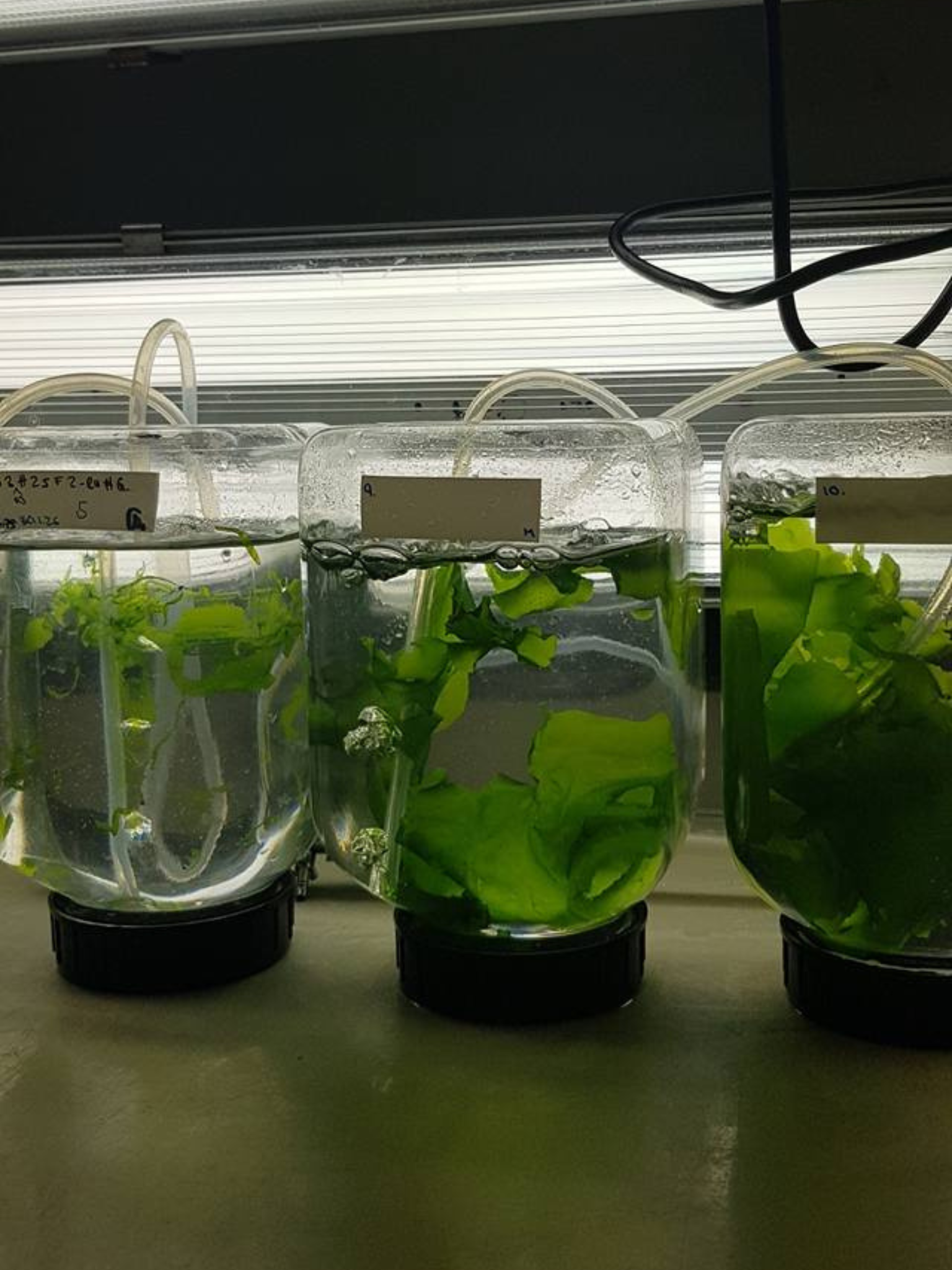 Besøk på Tjärnö marina laboratorium i Sverige